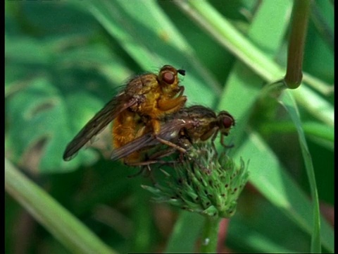 英国，在草头上交配的黄粪蝇(Scatophaga stercoraria)视频素材