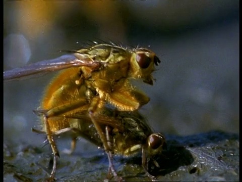 英国，在牛粪上交配的黄粪蝇(Scatophaga stercoraria)视频素材