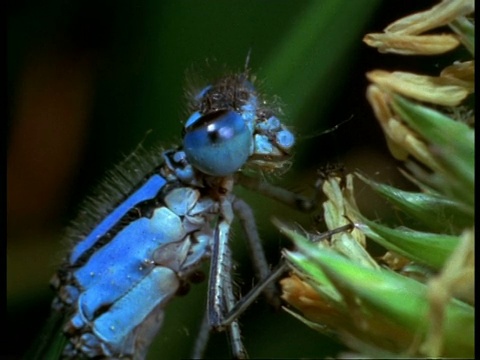 英国BCU的豆娘(Enallagma cyathigerum)负责人视频素材