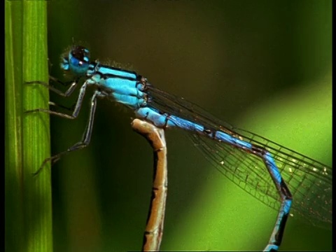 豆娘(Enallagma cyathigerum)交配，英国视频素材