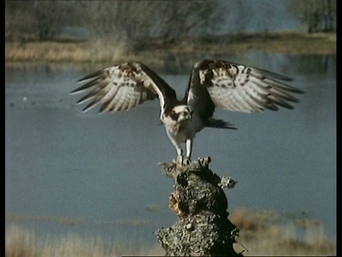 放大，鱼鹰(Pandion haliaetus)飞进和鱼降落在树桩上，苏格兰视频素材