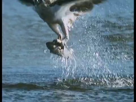 高速- CU鱼鹰(Pandion haliaetus)与鳟鱼出水，苏格兰视频素材