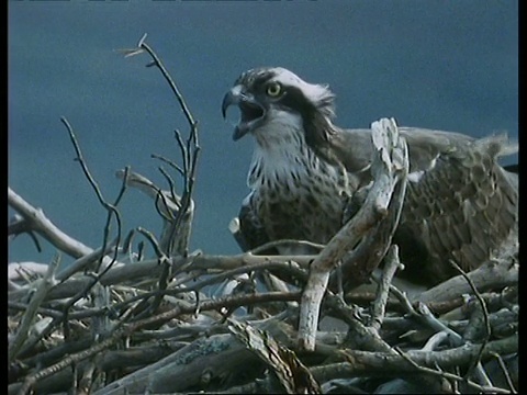 CU鱼鹰(Pandion haliaetus)筑巢和鸣叫，苏格兰视频素材