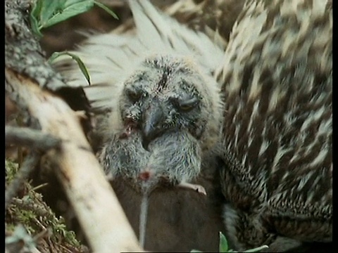 短耳猫头鹰(Asio flammeus)雏吞田鼠，苏格兰视频素材