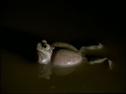 MCU spafoot Toad (Scaphiopus)漂浮在水里呼叫，游泳离开，美国视频素材