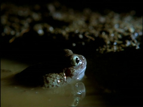 CU spadfoot Toad (Scaphiopus)在水里，美国视频素材