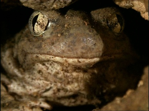 脸铲足蟾蜍(Scaphiopus)，闪烁，美国视频素材