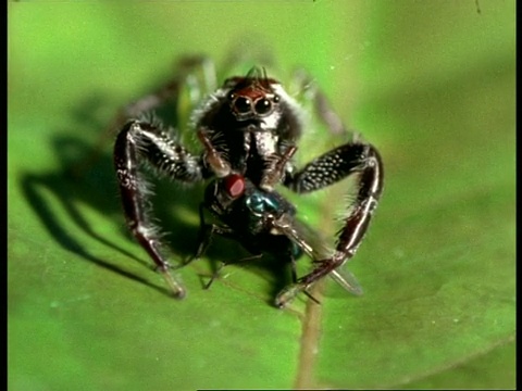 跳蜘蛛和苍蝇，蜘蛛抱着叶子上的苍蝇视频素材