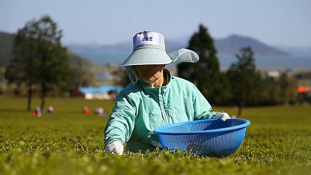 韩国全罗南道，女农民在Boseong绿茶田收割视频素材