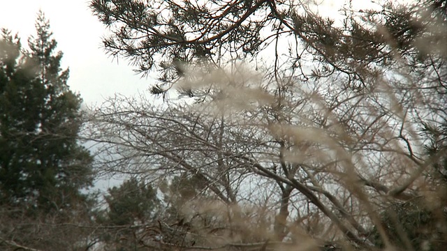 冬天，加拿大安大略省多伦多市的高地公园里，黄色的草在风中飘动，远处的树在风中飘动视频素材