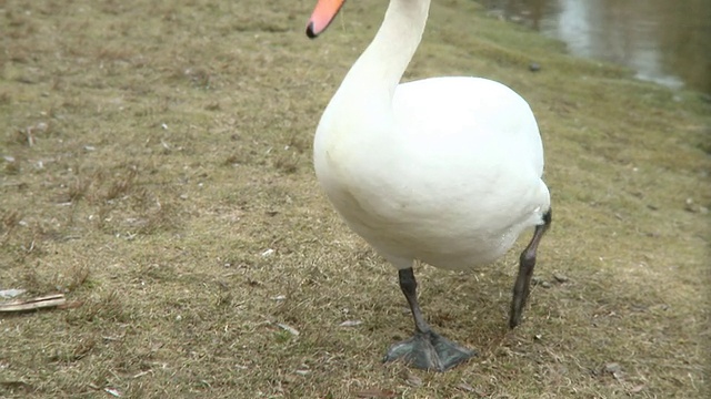 MS White swan walking at side of lake /多伦多，安大略省，加拿大视频素材