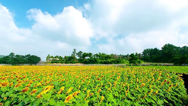 WS T/L ZI云在向日葵上移动，在济州岛，韩国视频素材