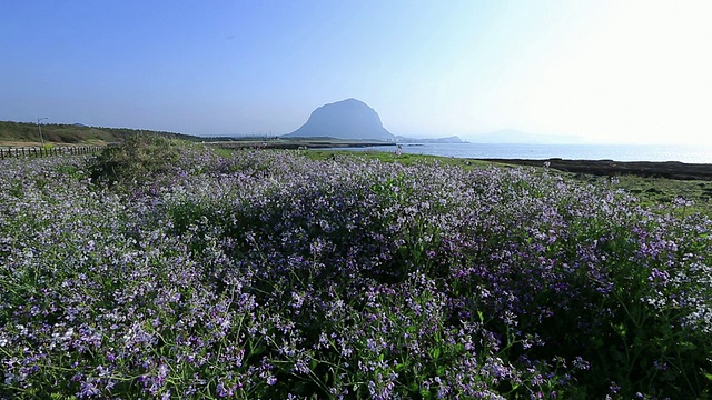 韩国济州岛三帮山附近的油菜花田视频素材