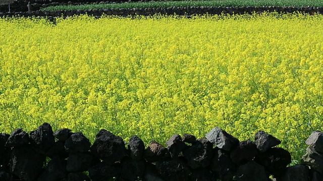 韩国济州岛油菜花田MS图片视频素材