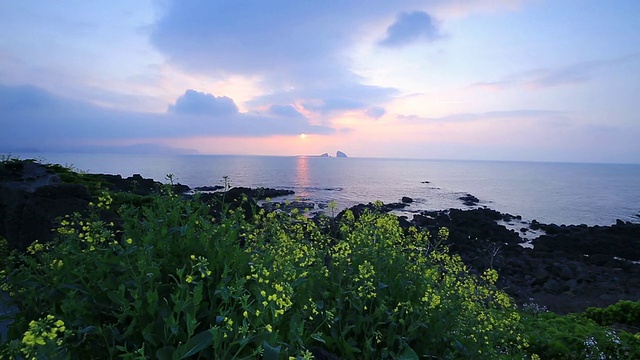 韩国济州岛Hyeongjeseom岛海岸的日出和油菜花视频素材