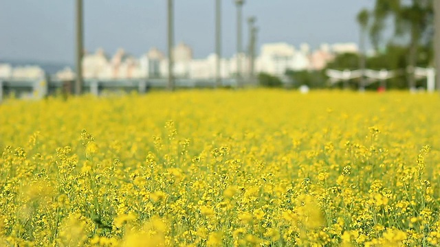 韩国首尔，汉江市，油菜花田视频素材