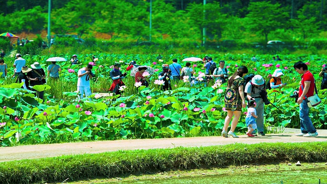 在韩国京畿道广国基/西乡的莲花田，人们在散步和拍照视频素材