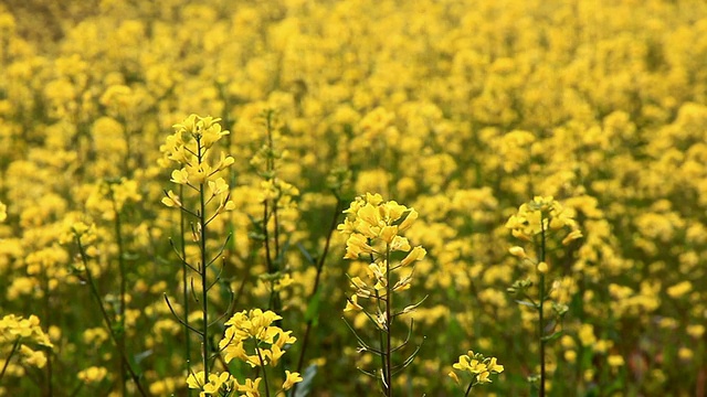 韩国济州岛油菜花田CU拍摄视频素材