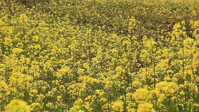 韩国济州岛油菜花田CU拍摄视频素材