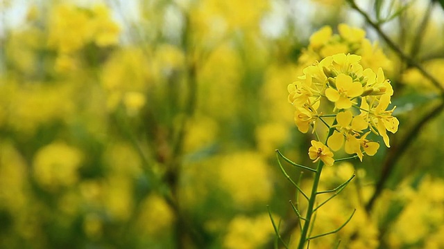 韩国济州岛油菜花田CU拍摄视频素材