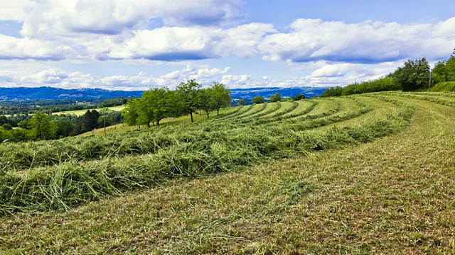 WS T/L TU Shot of Hay field / Limousin，法国视频素材