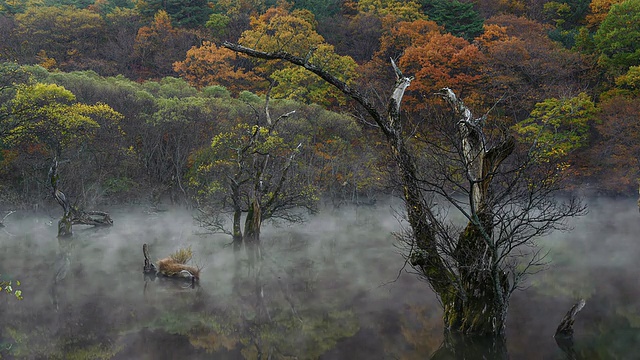 MS T/L湿雾在韩国庆尚北道清松郡清松郡的三寺湖秋季景观上移动视频素材