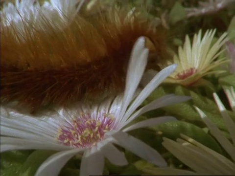 铜锅右，毛毛虫爬过白色的中胚芽花，南非视频素材