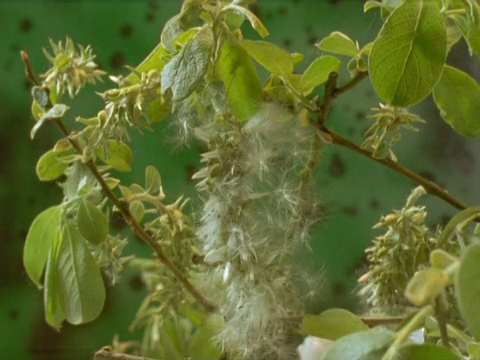 时间延时- CU黄花絮种子荚开放绒毛种子，英格兰视频素材