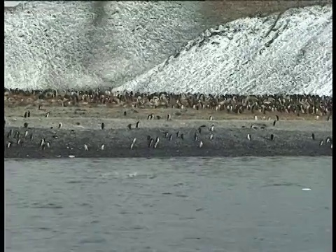 阿德利亚企鹅(Pygoscelis adelae)向海岸殖民地，保莱特岛，南极半岛，南极洲视频素材