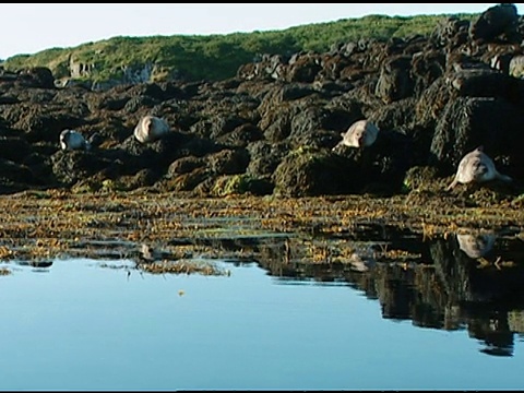 英国诺福克，灰色海豹(石斑鱼)在水面露出的岩石上休息视频素材