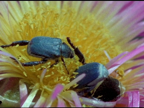 南非纳马库兰，猴甲虫(scelopha trimeni)的一对在粉红色的花上交配，而第二只雄性潜伏在那里视频素材