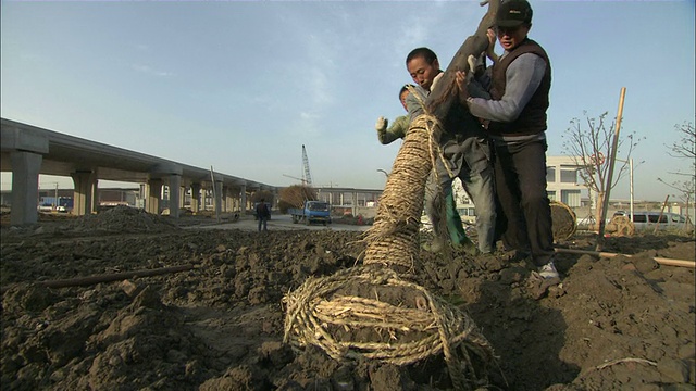 低角度倾斜——在虹桥机场的一个建筑工地，园丁们正在努力种植一棵树。/上海,中国视频素材