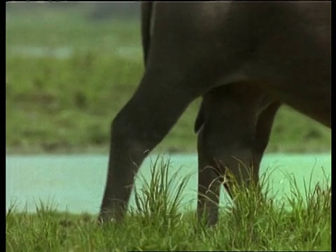 MCU印度水牛牛犊行走在成年人中，印度视频下载