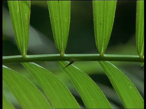 CU Pan正好穿过背光叶片，印度视频下载