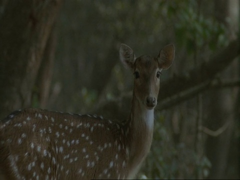 单片机Chital Deer (Axis Axis)处于警戒状态，印度视频素材