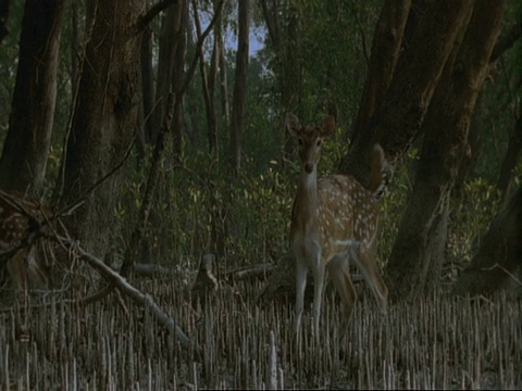 2只Chital Deer (Axis Axis)走过红树林沼泽，1只脚踩在警告中，印度视频素材