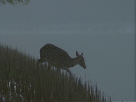 潘女士右，Chital Deer(轴心)进入和游过红树林沼泽，印度视频素材