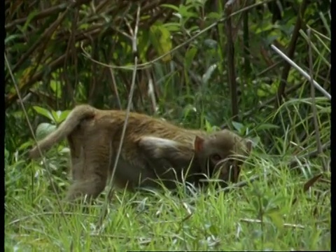 MCU猕猴(Macaca)警惕地站在草地上，蹲下，印度视频素材