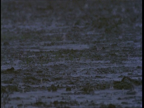 MCU季风降雨落在印度古吉拉特邦潮湿的地面上视频素材