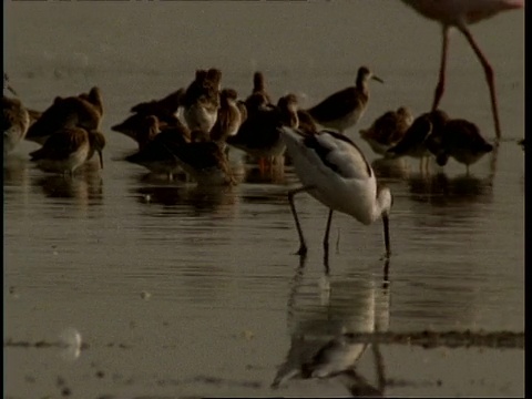 MS Avocet在印度古吉拉特邦的水中进食视频素材