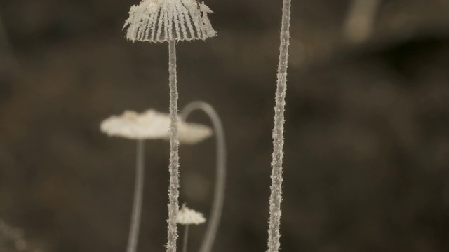 T/L褐色牛粪真菌(Coprinus sp.)墨帽，通过框架生长于英国BCU的牛粪中视频素材