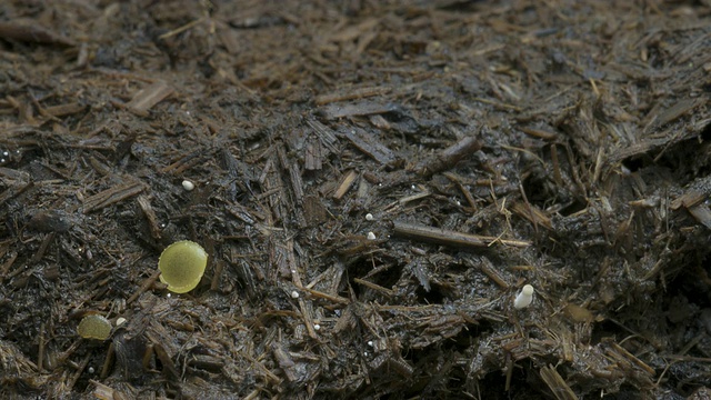 T/L各种腐食动物:粪菌(Coprinus sp.)墨水帽，黄盘菌，苍蝇和牛粪上的鼻涕虫，英国视频素材