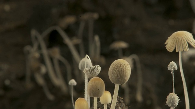 T/L褐色牛粪真菌(Coprinus sp.)墨水帽生长于英国，CU的一边视频素材