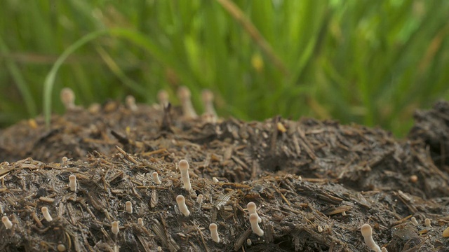 T/L棕色牛粪真菌(Coprinus sp.)墨水帽生长在牛粪草中，英国，取1视频素材