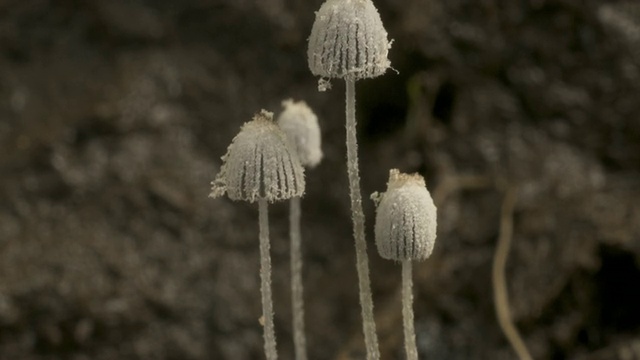 T/L棕色牛粪真菌(Coprinus sp.)墨水帽生长于牛粪，英国，美国视频素材