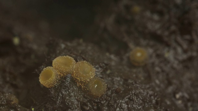 T/L橙盘菌出现在牛粪上，BCU，英国视频素材