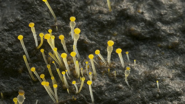 T/L粪菌(Pilobolus sp.)在牛粪上取3株，英国视频素材