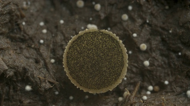 在牛粪上生长的T/L黄盘菌取3株，BCU, UK视频素材