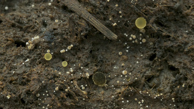 T/L黄盘菌和粪菌(Coprinus sp.)生长在牛粪上，CU, UK视频素材