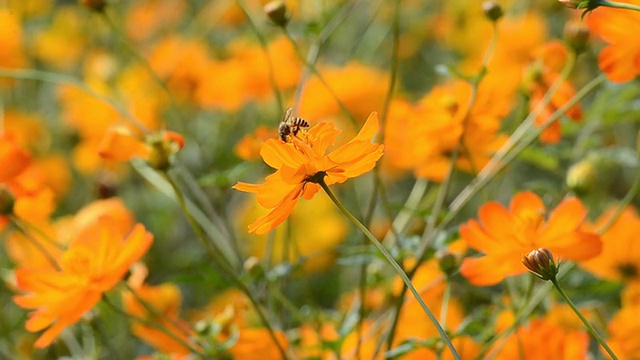 宇宙花和蜜蜂。视频素材